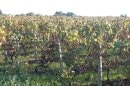 Vignes nantaises